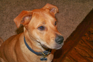 Cooper the Wonderdog.
